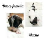 Adopta a Bethoveen