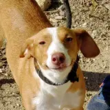 Adopta a Sofi