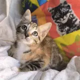 Adopta a Sanaa