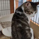 Adopta a Fede
