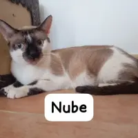 Adopta a Nube