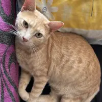 Adopta a Willy