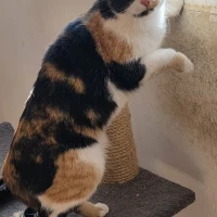 Adopta a Miranda
