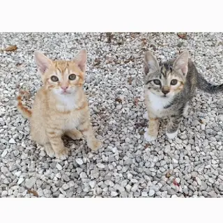 Hermanitos