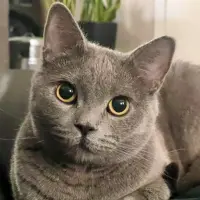 Adopta a Floki