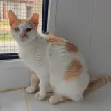 Adopta a Nolia
