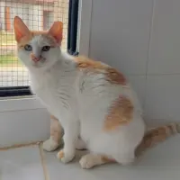 Adopta a Nolia