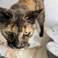 Adopta a Cati