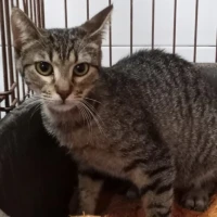 Adopta a Bunda