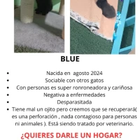 Adopta a Blue