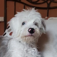 Adopta a Capitán