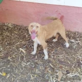 Adopta a Charro