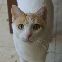 Adopta a Doña Inés