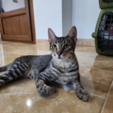 Adopta a Timothy