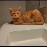 Adopta a Toffee