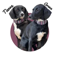 Adopta a Tierra y Arena