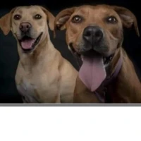 Adopta a Pili y Mili
