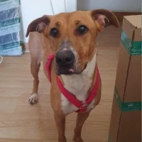 Adopta a Chanel