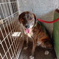 Adopta a Arnes