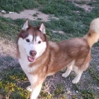 Adopta a Akita