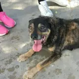 Adopta a Macarena