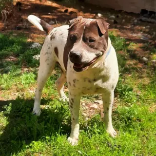 Otto