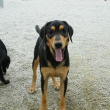 Adopta a Mark