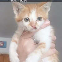 Adopta a Suerte