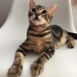 Adopta a Tigres