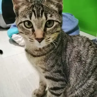 Pipa