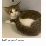Adopta a Ross