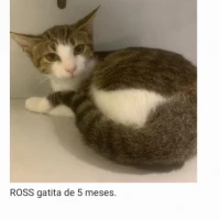 Adopta a Ross