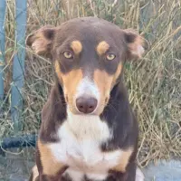 Adopta a Bruno, Adorable Perrito Tlf De Contacto 645978718