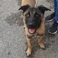 Adopta a Mila