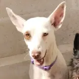 Adopta a Winnie