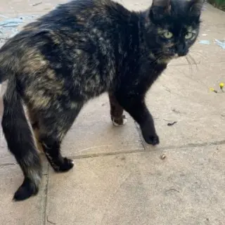 Luisa