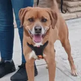 Adopta a Chicharrón