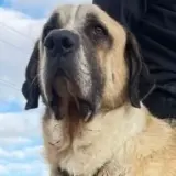 Adopta a Hulk
