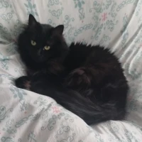 Adopta a Negrita