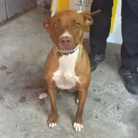 Adopta a Cacahuete