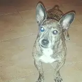 Adopta a Shiva