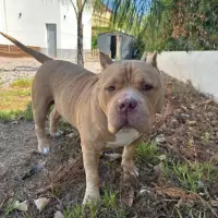 Adopta a Ragnar