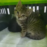 Adopta a Tigre