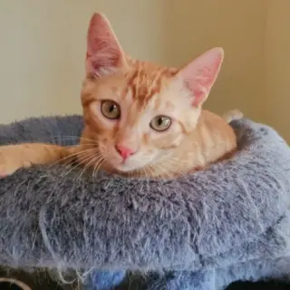 Aramis