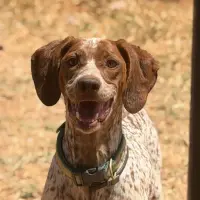 Adopta a Pícara