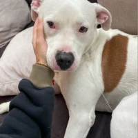 Adopta a Pancho