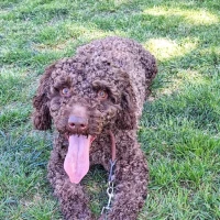 Adopta a Bali