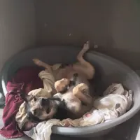 Adopta a Koda