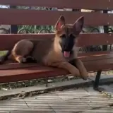 Adopta a Kira
