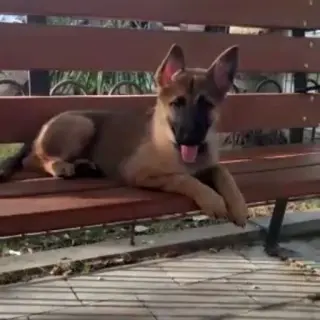 Kira